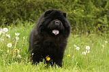 CHOW CHOW 559